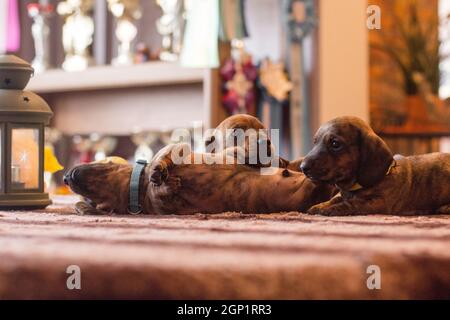 Tre divertenti cuccioli di dachshund marrone rosso bruno insieme posa intorno ad un tavolo all'interno Foto Stock