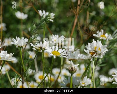 margherite molti fiori bianchi da vicino su uno sfondo di verde prati Foto Stock