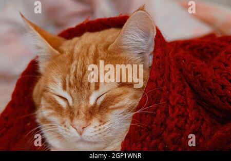 Il gatto zenzero dorme sotto una coperta di lana rossa. L'animale si riscalda in inverno. Primo piano della museruola di un animale con occhi chiusi. Imag. Fuoco selettivo Foto Stock