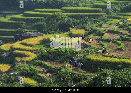SA Pa, Vietnam - 3 ottobre 2013. Campo di riso terrazzato a Sapa, Vietnam. I campi terrazzati Sapa sono una delle meraviglie naturali più straordinarie del Vietnam. Foto Stock