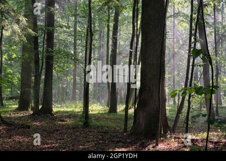 Misty sunrise mattina nel bosco di latifoglie con vecchie querce e carpini alberi, foresta di Bialowieza, Polonia, Europa Foto Stock