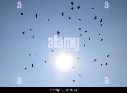 Silhouette di un gregge di merlo volando attraverso una surreale del cielo della sera con un ardente sun. Foto Stock