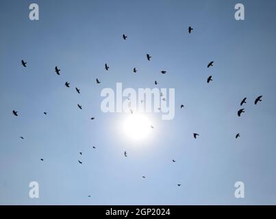 Silhouette di un gregge di merlo volando attraverso una surreale del cielo della sera con un ardente sun. Foto Stock