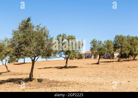 Landschaft mit Korkeichen und Haus im Alentejo, Portogallo, paesaggio con quercia e casa in Alentejo, Portogallo Foto Stock
