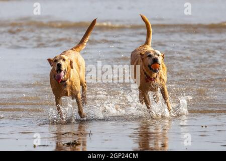 Golden labradors sulla spiaggia godersi il surf - cani in mare - cani in spiaggia - cani in gioco - cani in esercizio Foto Stock