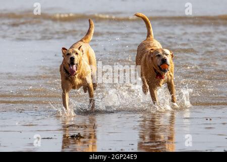 Golden labradors sulla spiaggia godersi il surf - cani in mare - cani in spiaggia - cani in gioco - cani in esercizio Foto Stock