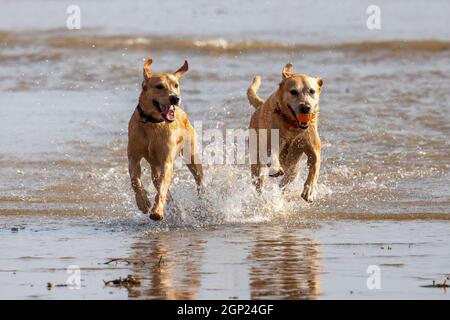 Golden labradors sulla spiaggia godersi il surf - cani in mare - cani in spiaggia - cani in gioco - cani in esercizio Foto Stock