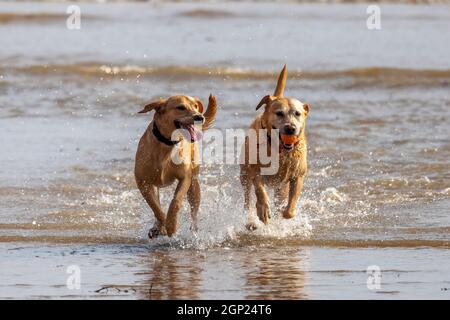 Golden labradors sulla spiaggia godersi il surf - cani in mare - cani in spiaggia - cani in gioco - cani in esercizio Foto Stock