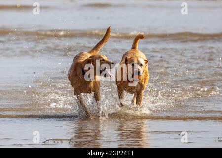 Golden labradors sulla spiaggia godersi il surf - cani in mare - cani in spiaggia - cani in gioco - cani in esercizio Foto Stock