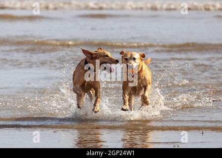 Golden labradors sulla spiaggia godersi il surf - cani in mare - cani in spiaggia - cani in gioco - cani in esercizio Foto Stock