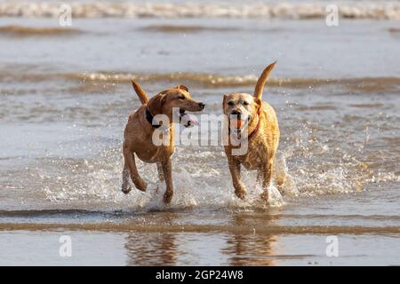 Golden labradors sulla spiaggia godersi il surf - cani in mare - cani in spiaggia - cani in gioco - cani in esercizio Foto Stock