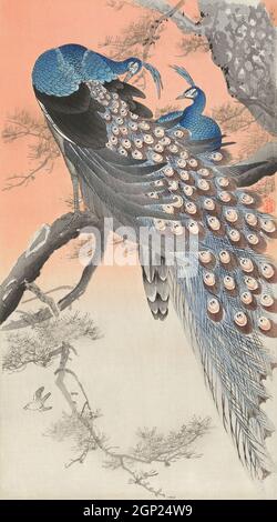 Due pavoni su ramo d'albero (1900 - 1930) di Ohara Koson (1877-1945). Foto Stock