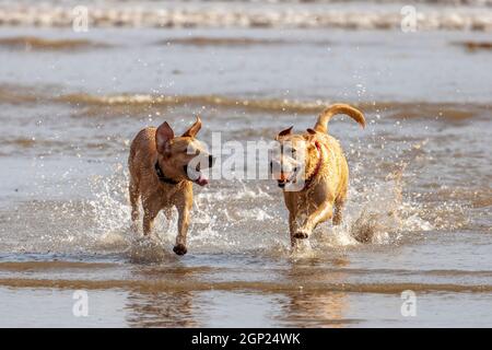 Golden labradors sulla spiaggia godersi il surf - cani in mare - cani in spiaggia - cani in gioco - cani in esercizio Foto Stock