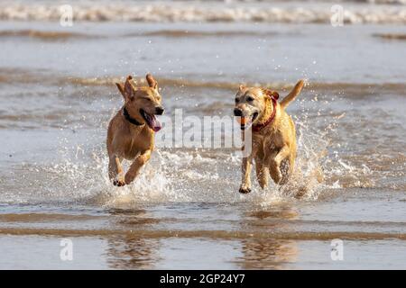 Golden labradors sulla spiaggia godersi il surf - cani in mare - cani in spiaggia - cani in gioco - cani in esercizio Foto Stock