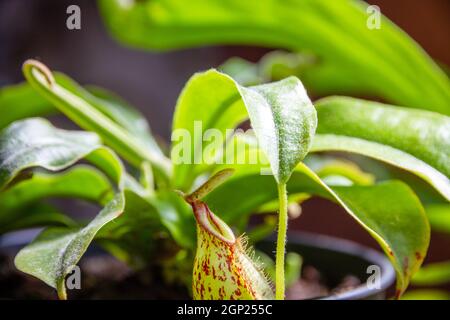 Nepenthes pianta carnivora. Primo piano dello sfondo della vista Foto Stock