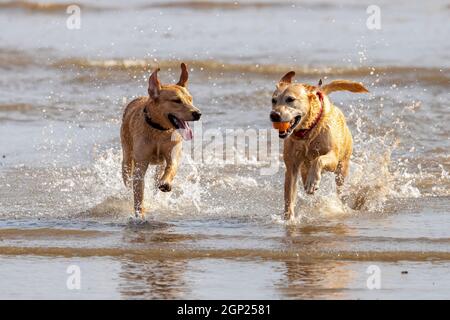 Golden labradors sulla spiaggia godersi il surf - cani in mare - cani in spiaggia - cani in gioco - cani in esercizio Foto Stock