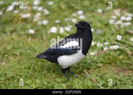 Magpie (Pica pica) adulto senza piume di coda in un parco di Londra. Foto Stock