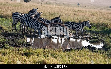 6 zebre, bevendo dal foro di irrigazione, riflessi, equi burchellii; scena, scena, erbivoro; grande mammifero sociale; strisce uniche per animale; fauna selvatica Foto Stock