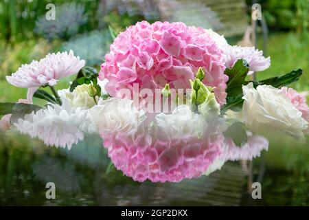 Fiori rosa di Hydrangea, riflessi Foto Stock