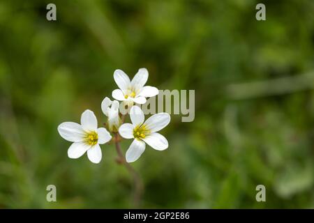 Primo piano di Meadow Saxifrage / Saxifraga granulata fioritura sulla collina di Morgans un sito di interesse scientifico speciale (SSSI), Wiltshire, Inghilterra, Regno Unito Foto Stock