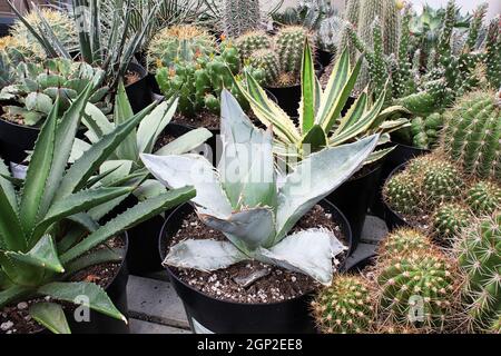 Una pianta di aloe mescolata fra i vari cactus e succulenti. Foto Stock