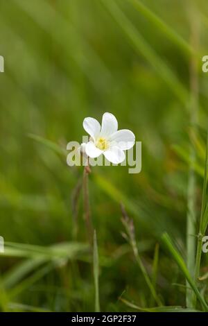 Primo piano di Meadow Saxifrage / Saxifraga granulata fioritura sulla collina di Morgans un sito di interesse scientifico speciale (SSSI), Wiltshire, Inghilterra, Regno Unito Foto Stock