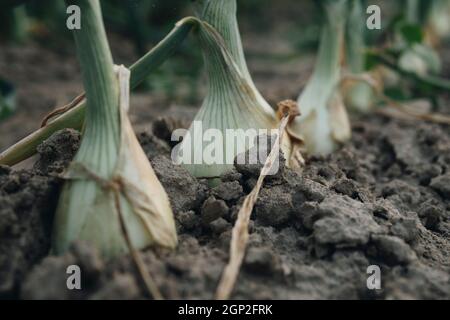 particolare della coltivazione della cipolla in campo a piantagione ecologica In Polonia Foto Stock