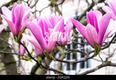 Fioritura magnolia, Kensington, Londra, Inghilterra Foto Stock