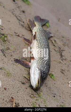 Un pesce luccio settentrionale sulla riva dopo essere stato catturato. Foto Stock