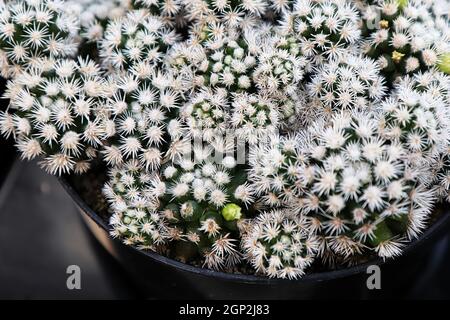 Un cactus Arizona Snowcap coperto di spine bianche. Foto Stock