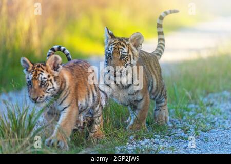 Coppia di cubetti di tigre del Bengala su una passeggiata. Orizzontalmente. Foto Stock