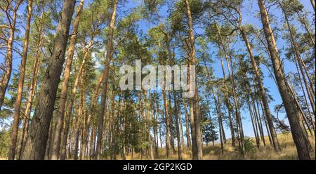 Bella pineta immagine panoramica - pini e alta erba illuminata dalla luce calda della sera (file ad alta risoluzione) Foto Stock