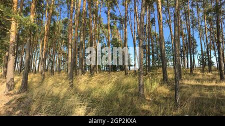 Bella pineta immagine panoramica - pini e alta erba illuminata dalla luce calda della sera (file ad alta risoluzione) Foto Stock