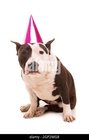 Baby American Staffordshire Terrier indossando un cappello di festa Foto Stock