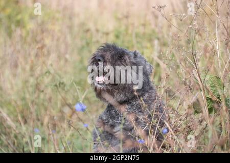 Ritratto di un cane grigio della razza Flanders Bouvier nel campo tra erba verde alta e fiori blu Foto Stock