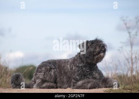 Grigio-blu shaggy frullato cane ricciolo della razza Flanders Bouvier razza giace su una collina contro il cielo blu Foto Stock