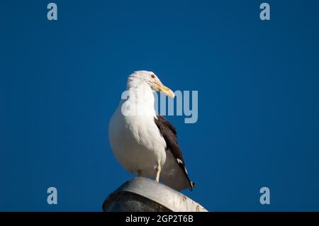 Larus dominicanus, gabbiano con schienale nero, appollaiato su una lampada da strada. Clifton. Isola del Nord. Nuova Zelanda. Foto Stock