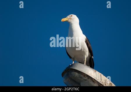 Larus dominicanus, gabbiano con schienale nero, appollaiato su una lampada da strada. Clifton. Isola del Nord. Nuova Zelanda. Foto Stock