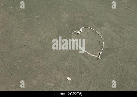 Resti di un mollusco bivalvi a forma di cuore seminterrato nella sabbia. Capo rapitori Gannet Reserve. Isola del Nord. Nuova Zelanda. Foto Stock