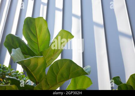 Ristorante all'aperto con piante verdi, foto d'inventario Foto Stock