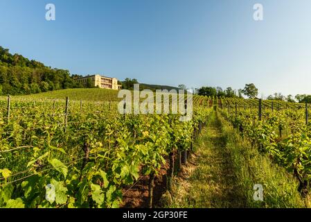 Vista sui vigneti di Villa Ludwigshoehe, Edenkoben, Palatinato, Renania-Palatinato, Germania Foto Stock