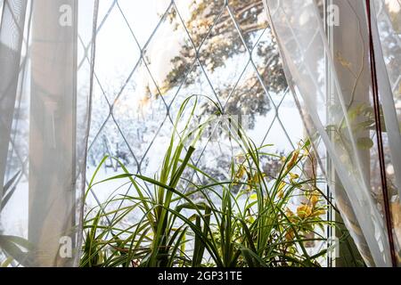 foglie verdi di piante domestiche su soglia in casa di campagna e. vista offuscata del cortile coperto di neve attraverso la finestra durante l'inverno freddo giorno (fuoco sulle foglie sulla fronte Foto Stock