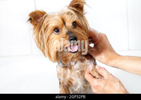 Primo piano di donne mani lavaggio piccolo cane yorkshire. Foto Stock