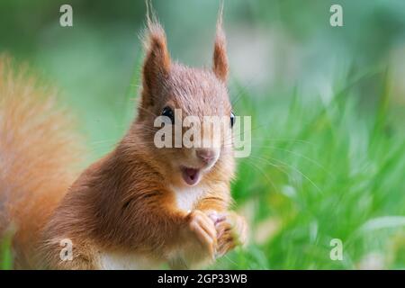 uno scoiattolo è stupito e gioioso Foto Stock