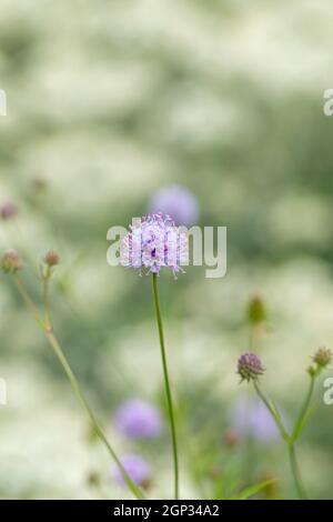 Primo piano di fiori selvatici Scabious fioritura su Morgans Hill un sito di interesse scientifico speciale (SSSI), Wiltshire, Inghilterra, Regno Unito Foto Stock