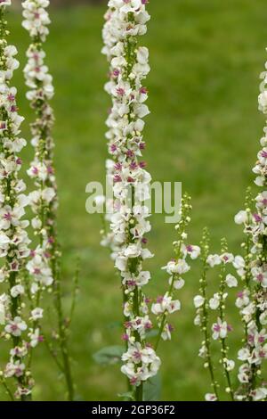 Hall flower Spikes of Verbascum chaixii Album fioritura durante l'estate in un giardino inglese, Inghilterra Foto Stock