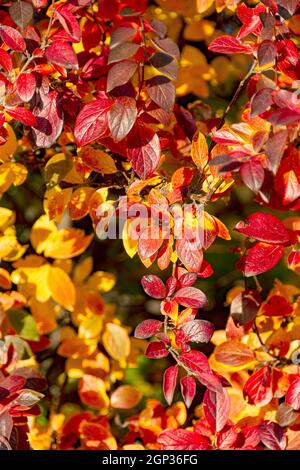 Sfondo autunnale con foglie rosse di cotoneaster brillante. Foto Stock