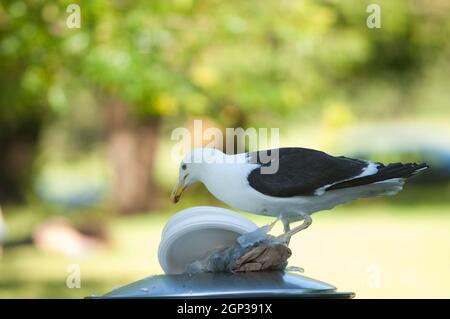 Culo nero Larus dominicanus alla ricerca di cibo in un cestino rifiuti. Auckland Domain. Auckland. Isola del Nord. Nuova Zelanda. Foto Stock