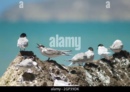 Terns con facciata bianca Striata di Sterna. Giovani che chiedono cibo. Capo rapitori Gannet Reserve. Isola del Nord. Nuova Zelanda. Foto Stock