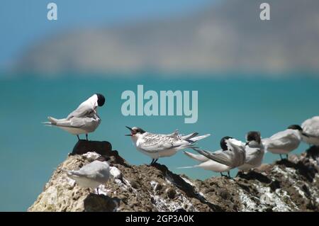 Terns con facciata bianca Striata di Sterna. Giovani che chiedono cibo. Capo rapitori Gannet Reserve. Isola del Nord. Nuova Zelanda. Foto Stock